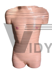 The dissection model of female torso with transection layer